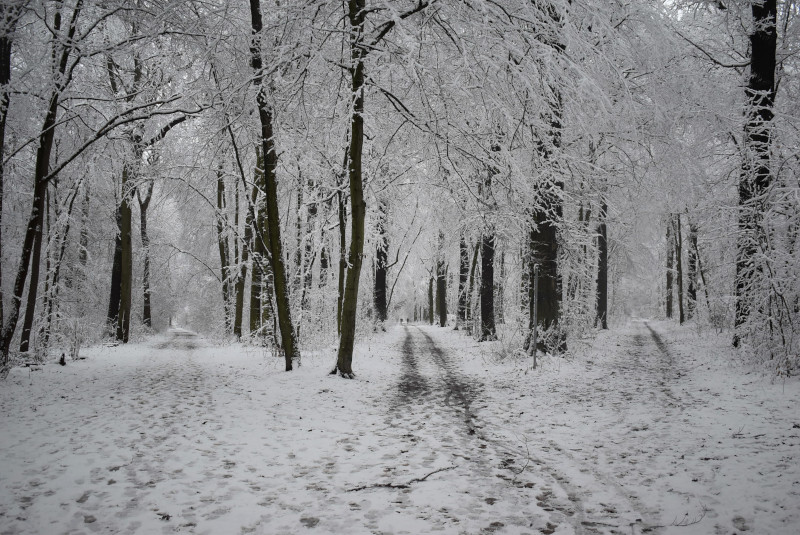 Jagdstern in Weimar